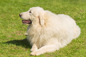 Great Pyrenees dog in the park