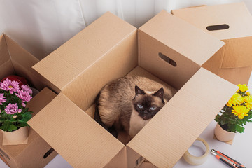 thai cat in an empty pack box flowers around