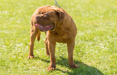 Fototapeta premium Doggue de Bordeaux dog in the park
