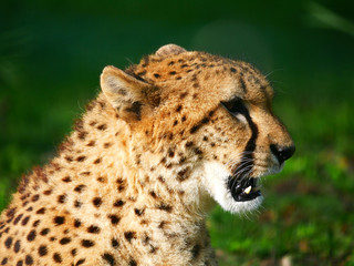 Guépard