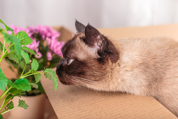 cat is euphoric to smell the mint
