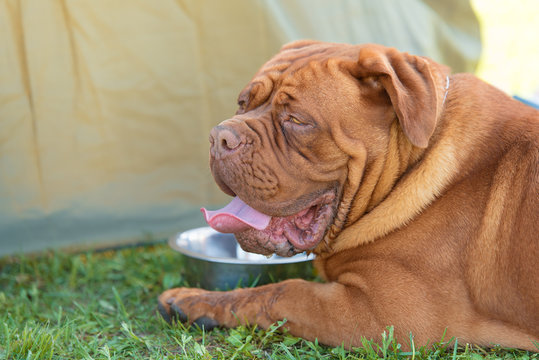 Doggue de Bordeaux dog in the park