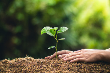 Planting trees growth passion fruit and hand Watering in nature Light and background