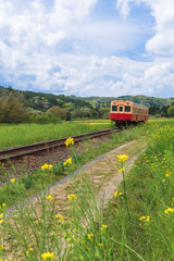 【千葉】小湊鉄道と菜の花畑