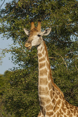 Giraffa, Kruger National Park
