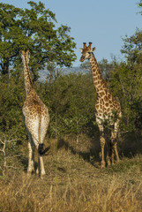Giraffa, Kruger National Park