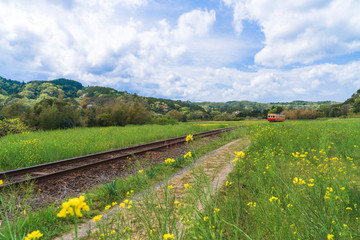 【千葉】小湊鉄道と菜の花畑
