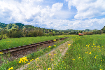 【千葉】小湊鉄道と菜の花畑