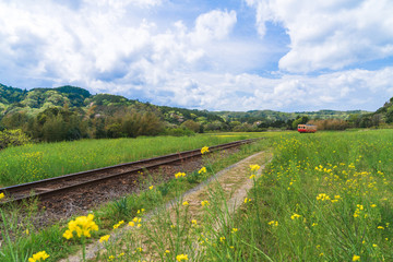 【千葉】小湊鉄道と菜の花畑