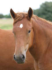 Obraz premium Single Horse Head shot