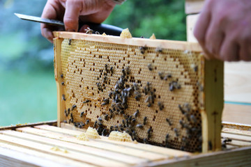 Beekeeper hands at work on his apiary with honeycomb by the beehive
