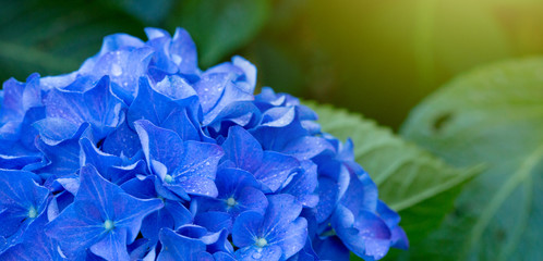 Obraz premium Macro image of Blue Hydrangea flower.
