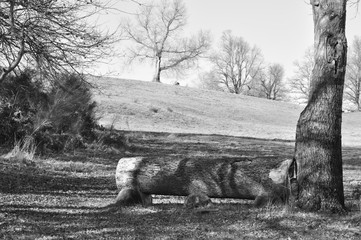 Alberi con ostacolo su prato invernale di centro equestre con alberi e boschi sullo sfondo. Pratoni del Vivaro, Castelli Romani, Lazio, Italia. Bianco e nero