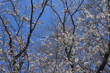 桜満開