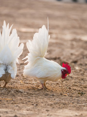 The White Bantams Foraging