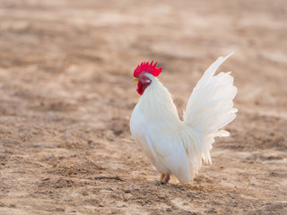 White Bantam Standing Gracefully