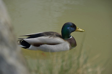 Anas platyrhynchos, wild duck floating on the pond.