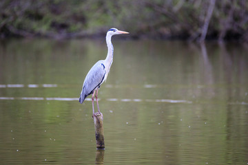 Airone cenerino (Ardea cinerea) in volo