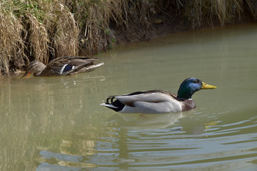 Anas platyrhynchos, wild ducks floating on the pond.