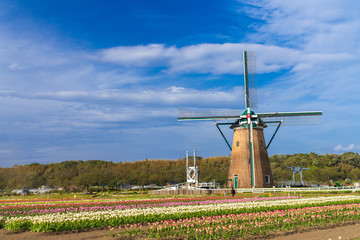 【千葉】佐倉ふるさと広場の風車とチューリップ