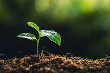 Planting trees growth passion fruit and hand Watering in nature Light and background