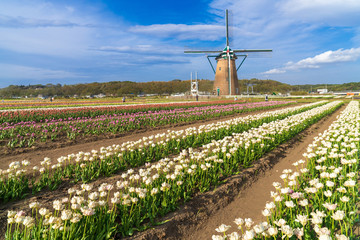 【千葉】佐倉ふるさと広場の風車とチューリップ