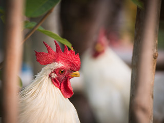 Bantam Hiding in The Garden
