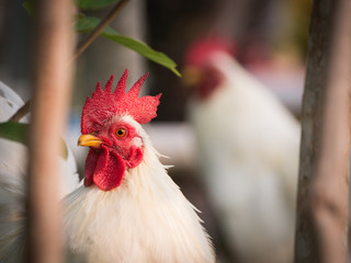 Bantams in The Garden