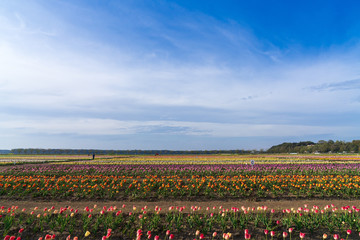 【千葉】佐倉ふるさと広場の風車とチューリップ