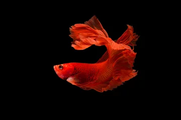 Foto op Plexiglas The moving moment beautiful of siam betta fish in thailand on black background.  © Soonthorn