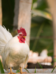 Bantams on The Steel Pipe