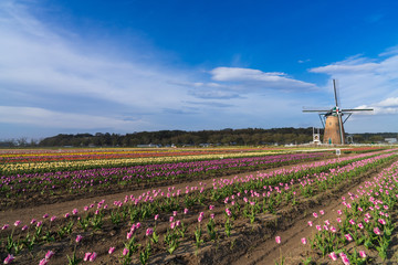 【千葉】佐倉ふるさと広場の風車とチューリップ