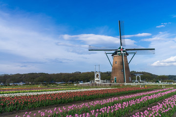 【千葉】佐倉ふるさと広場の風車とチューリップ