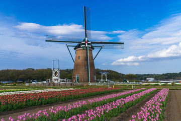【千葉】佐倉ふるさと広場の風車とチューリップ