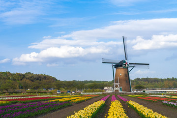 【千葉】佐倉ふるさと広場の風車とチューリップ