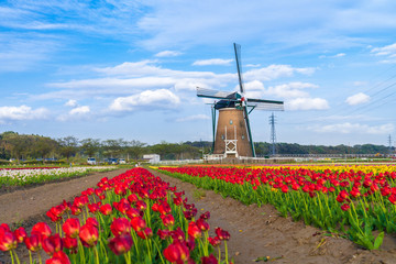 【千葉】佐倉ふるさと広場の風車とチューリップ