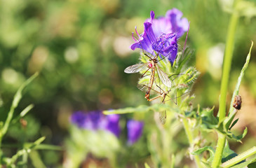 insects sitting on blooming purple flowers in the nature - macro photography