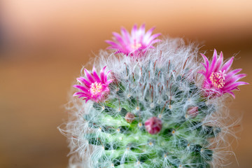 Macro closeup of flowers cactus, Small colorful of flowers cactus.