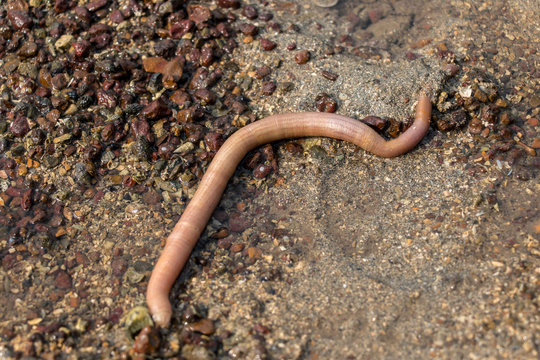 Nemertea is a phylum of invertebrate animals also known as ribbon worms or proboscis worms in the Sea for education.