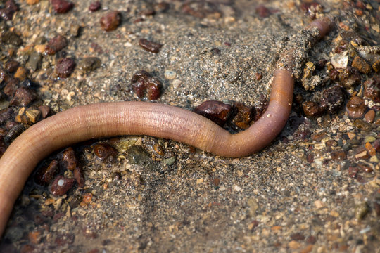 Nemertea is a phylum of invertebrate animals also known as ribbon worms or proboscis worms in the Sea for education.