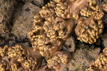 Alcyonacea, or soft corals, is an order of corals which do not produce calcium carbonate skeletons  for education  in the Sea.