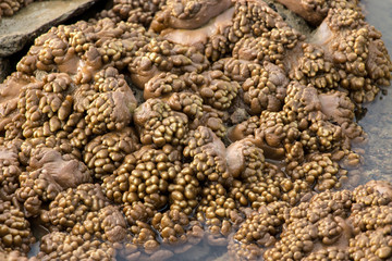 Alcyonacea, or soft corals, is an order of corals which do not produce calcium carbonate skeletons  for education  in the Sea.