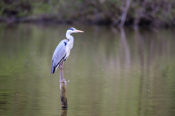 Airone cenerino (Ardea cinerea) in volo