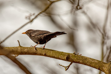 Blackbird in natural environment
