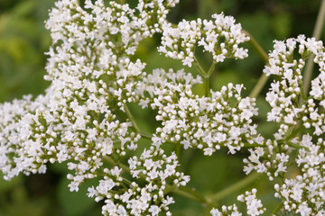 beautiful white flower of Valeriana Officinalis against the background of a green grass in the blossoming garden in the summer Russia South Ural