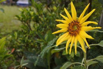 sunflower