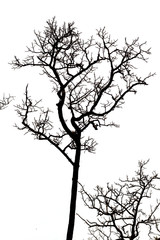 Isolated dead tree on white background