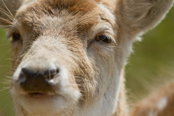 Fototapeta premium Deer