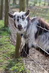 Fototapeta premium Funny Goat