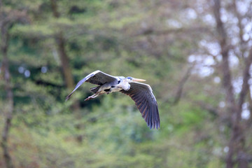 Airone cenerino (Ardea cinerea) in volo